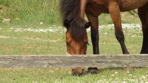 宮崎の探偵と馬